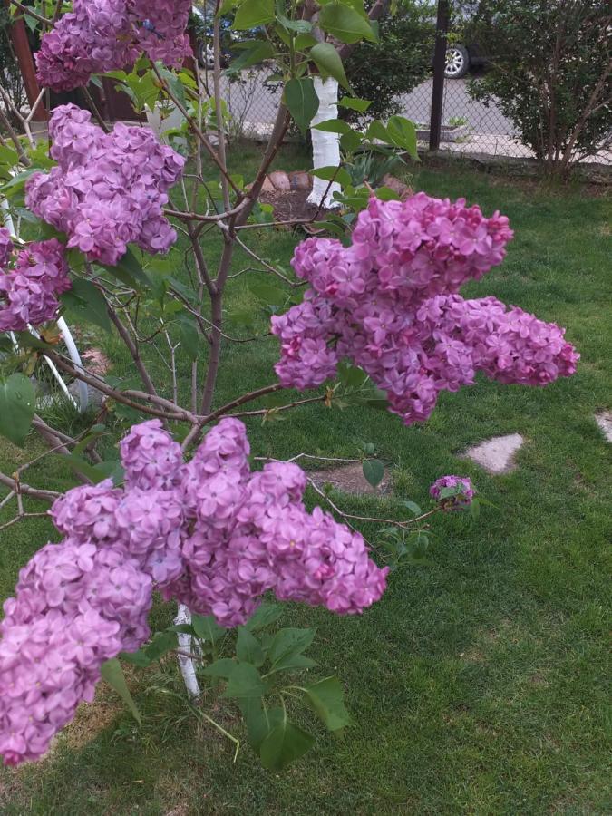 Kesta Za Gosti Gradina Villa Aheloy Dış mekan fotoğraf